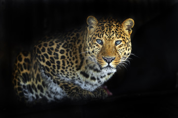 Leopard