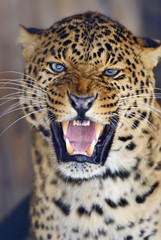 Fototapeta premium Leopard