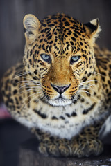 Obraz premium Leopard