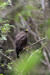 Fototapeta premium Crested Falcon