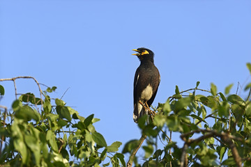 Fototapeta premium Common myna