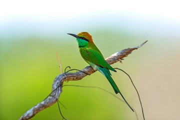 Obraz premium Bee-eater in the wild on the island of Sri Lanka