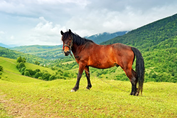 Fototapeta na wymiar Horse on a background of mountain