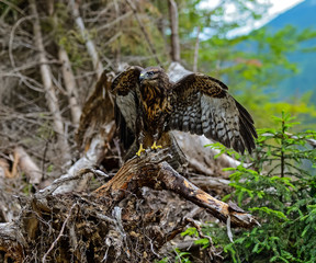 Buzzard