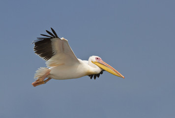 Fototapeta na wymiar Fliegender Pelikan