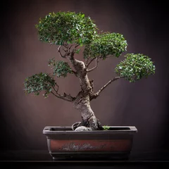  Bonsai-citrusvruchten © makis7