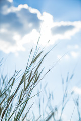 Lemma grass that light of sun shining behind with bright blue sk