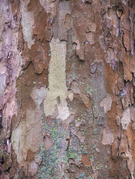 Bark Of A London Plane (Platanus X Acerifolia) Resembling An Artwork