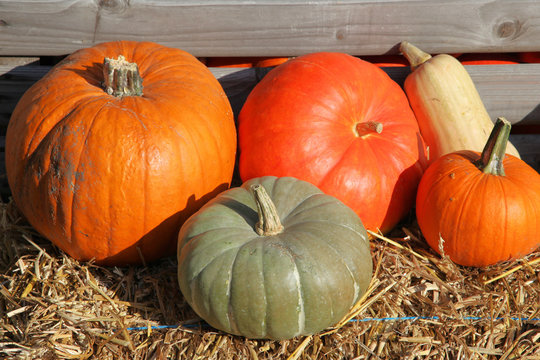 K&uuml;rbisse auf einem Herbstmarkt