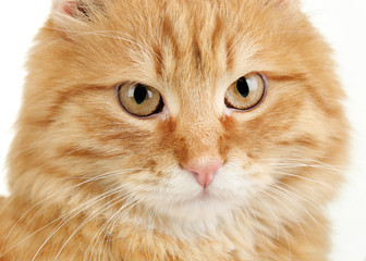 Portrait of red cat on white background