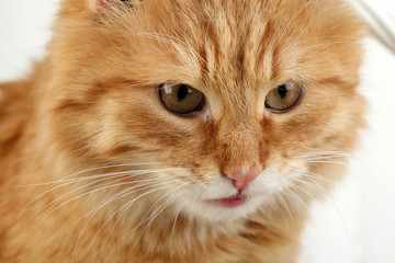 Fototapeta premium Portrait of red cat on white background