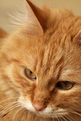 Portrait of red cat on wooden floor background