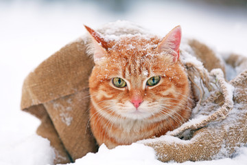 Cute red cat wrapped in blanket on snow background