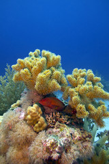 coral reef with  soft coral and blue-spotted red fish