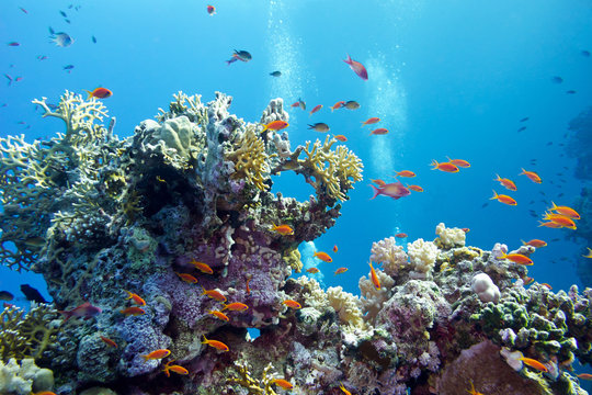 Fototapeta coral reef with hard corals and exotic fishes anthias
