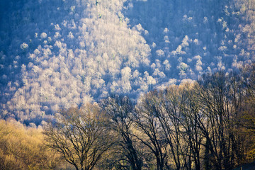 Alberi e gioco di luce naturale