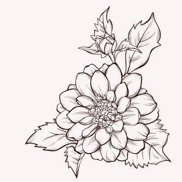 Vector dahlia  flower  isolated on white background.