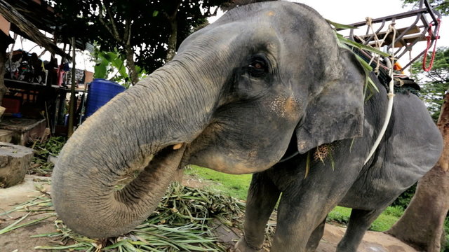 Elephant enjoying playful moment, Phuket, Thailand
