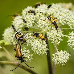 Close up of white flower with many insects over.