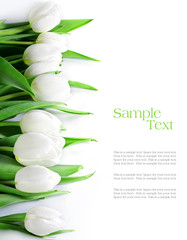 tulips in a row, isolated on white