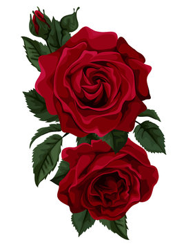 Beautiful bouquet of roses isolated on white.