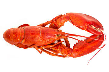 Boiled Lobster