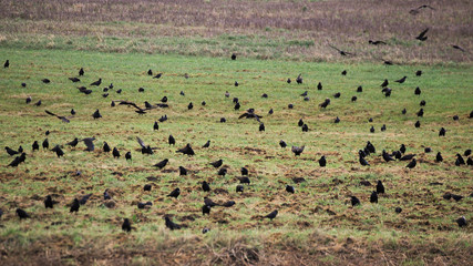 Big flock of rooks (Corvus frugilegus) on a field