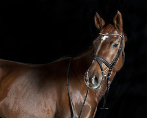 Oldenburger Reitpferd © pfluegler photo