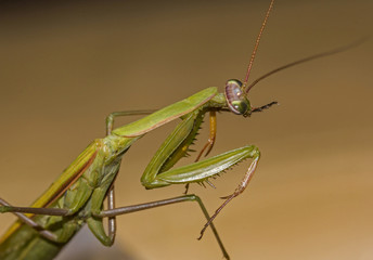 Macro green praying mantis seen from side