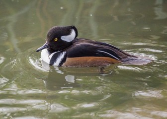 Hooded Merganser: