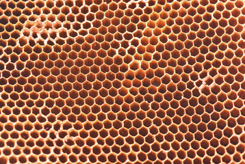 bee honeycombs are taken off a large plan