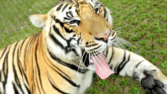 Tiger yawning, Southeast Asia