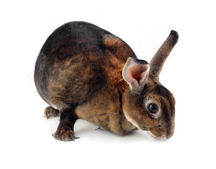 Rabbit isolated on white background