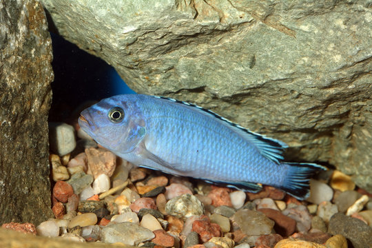 Pseudotropheus fish
