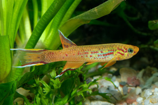 Aphyosemion fish