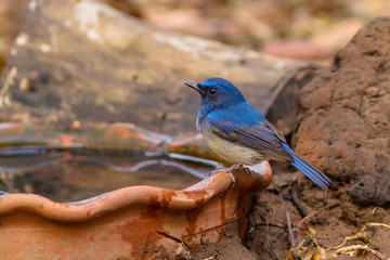 Hainan Blue Flycatcher (Cyornisconcreta) on tub