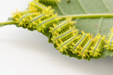 Row of caterpillar eating leaf.