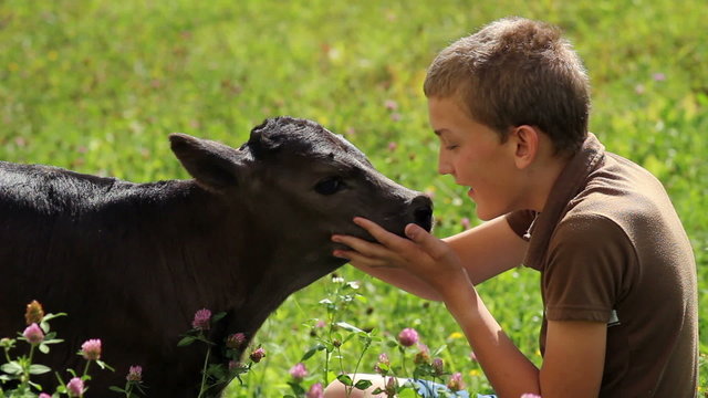 A young boy petting a small calf on a meadow