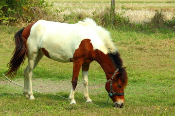 Thailand's local horse