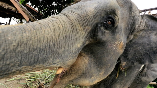 Baby Elephant playful, Phuket, Thailand