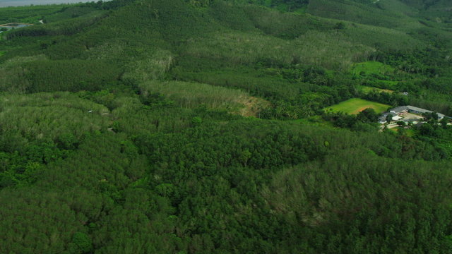 Aerial view Rubber tree plantations mangrove forests, Thailand,