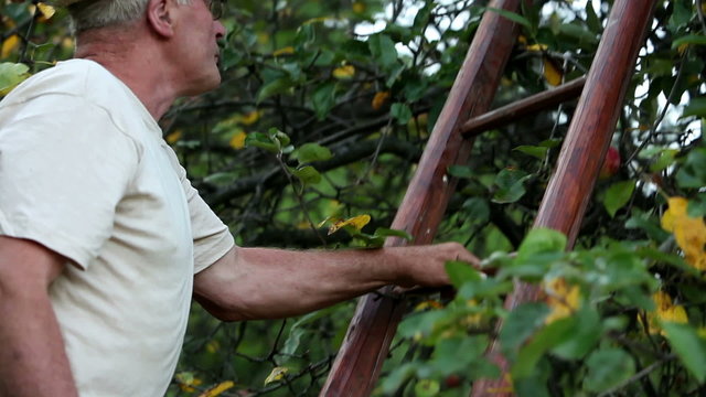 Senior Man Standing On A Ladder And Picking Apples