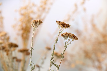 Dried wildflowers on light background