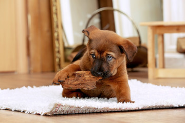 Cute puppy lying on carpet near fireplace in room