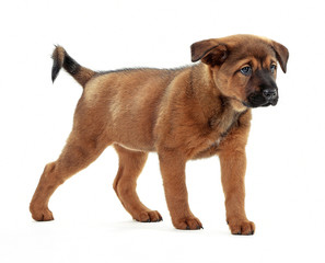 Obraz premium Cute puppy isolated on white