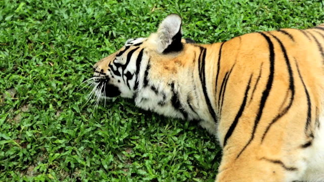 Tiger lying down, Southeast Asia