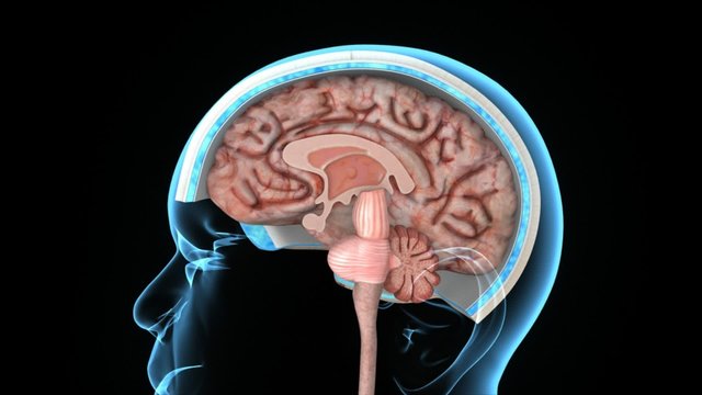 Brain intersection