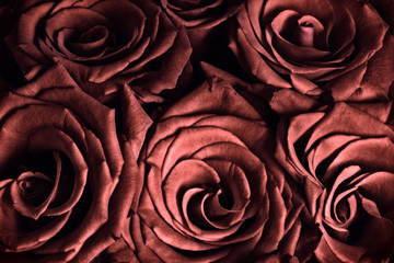 Obraz premium Red Roses - Close Up