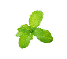 fresh mint leaves on a white background
