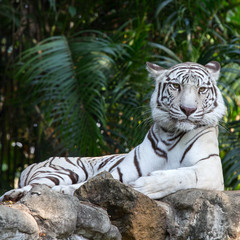 . White Bengal Tiger